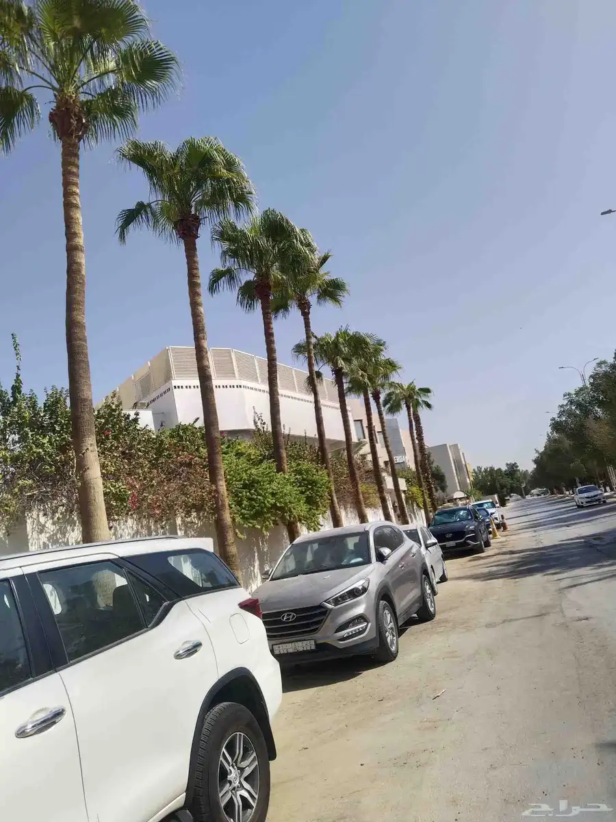 تنظيف النخيل الواشنطني والعربي وخراف التمر 8