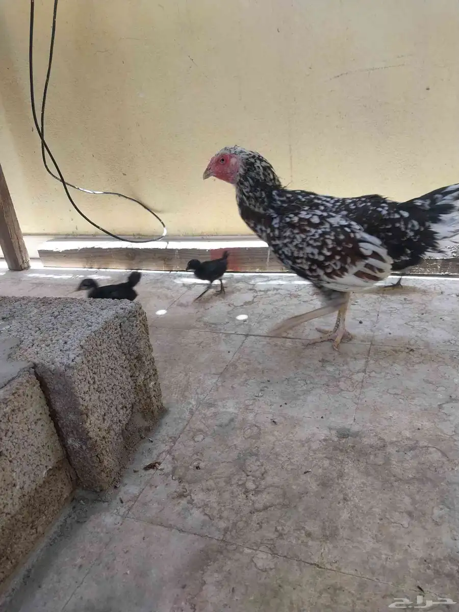 دجاجة باكستانيه فوليا 1