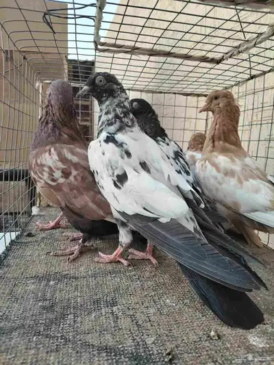 طبات لاكا ورام 1