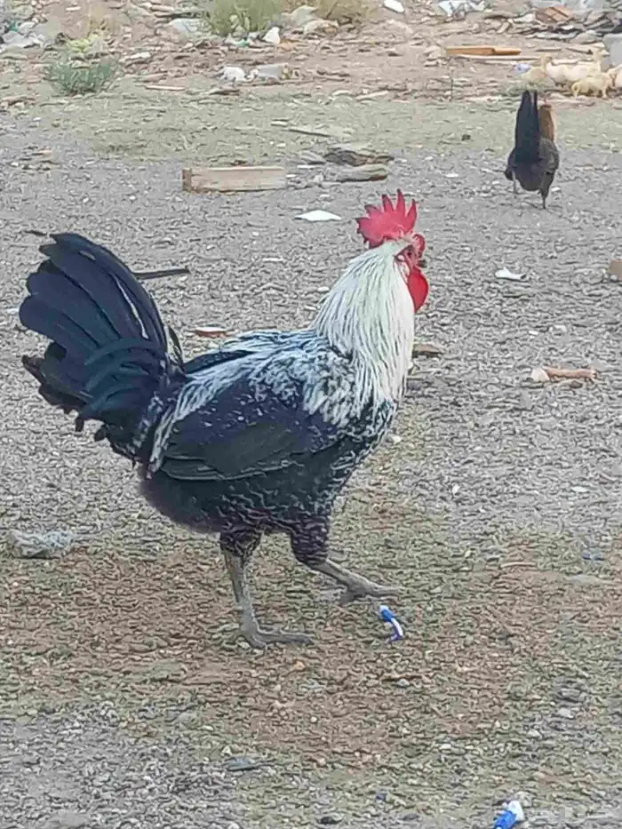 الديك عليه سبعون ريال والدجاجتين عليه ستون ريال 0