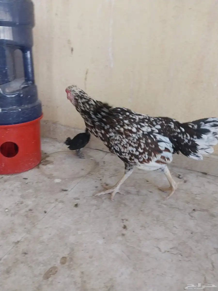 دجاجة باكستانيه فوليا 3