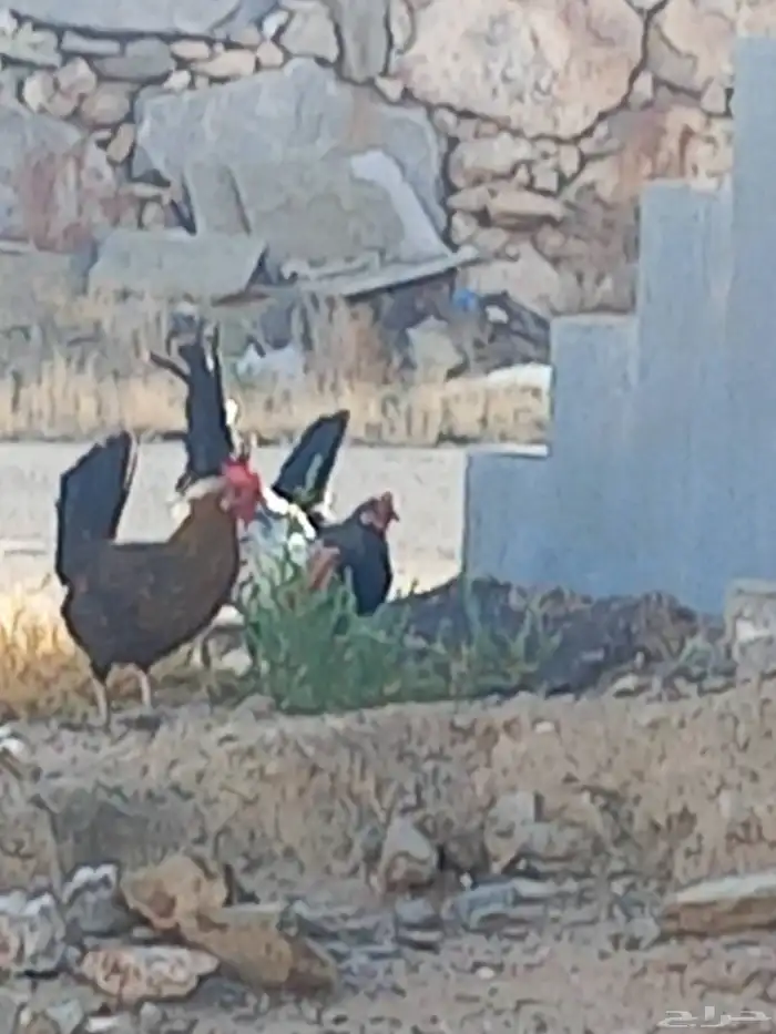 الديك عليه سبعون ريال والدجاجتين عليه ستون ريال 1
