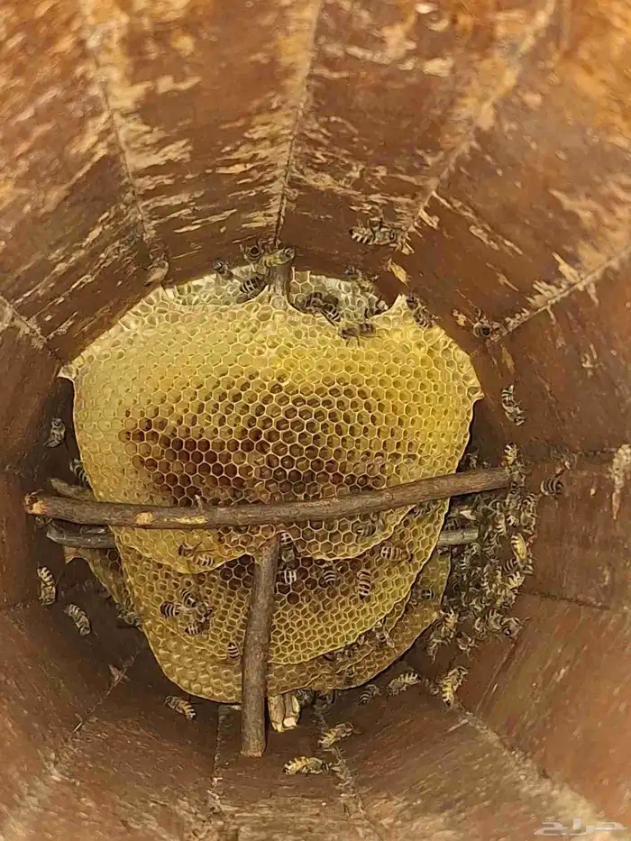 عسل طلحه جبلي مضمون منحلي الخاص 3