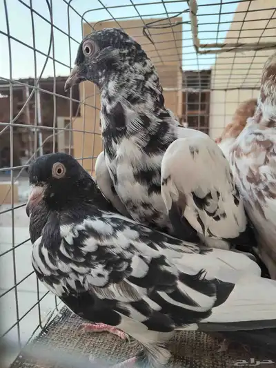 طبات لاكا ورام 3