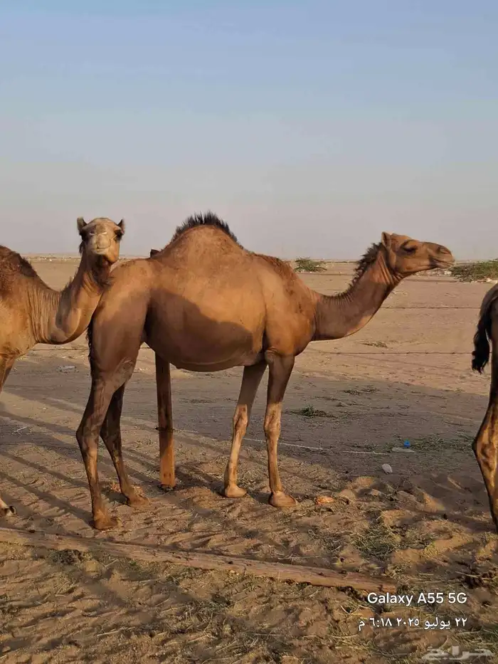 سواحل رقم واحد وسم واحد بنات بعض 5