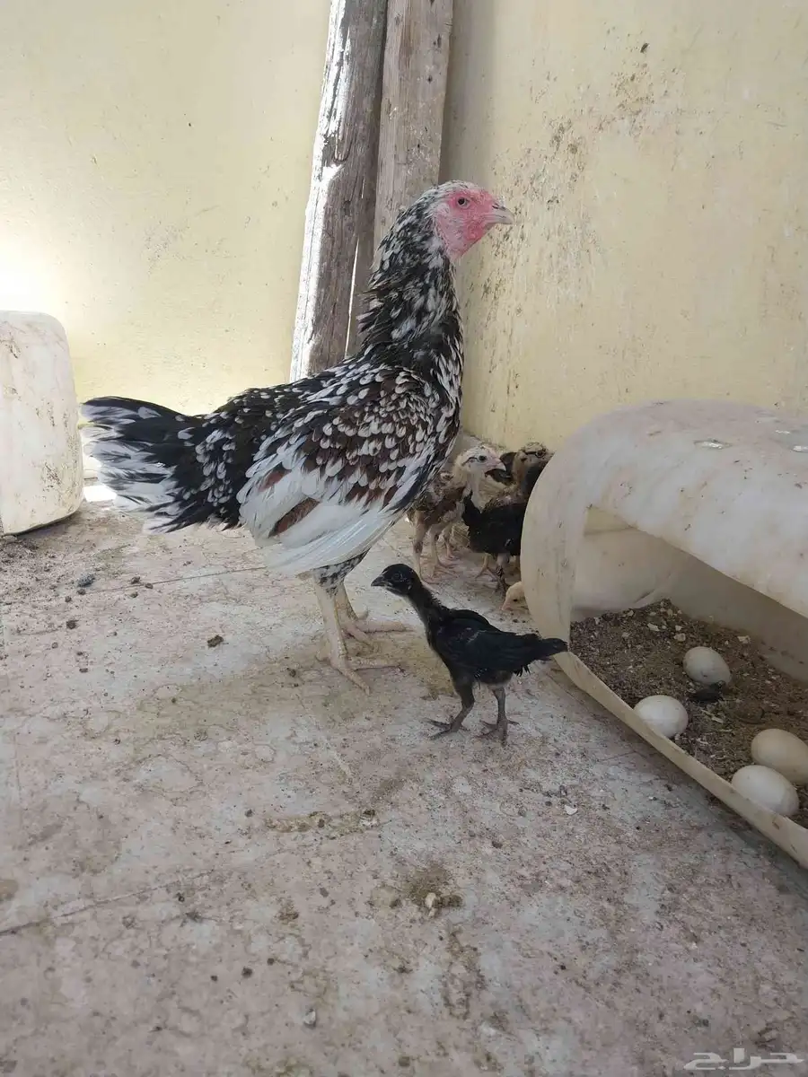 دجاجة باكستانيه فوليا 0
