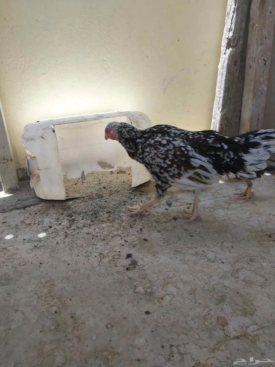 دجاجة باكستانيه فوليا 2