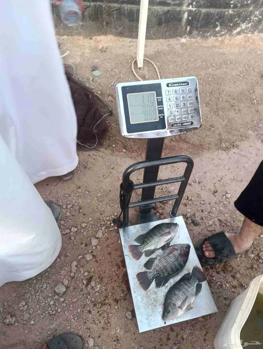متاح 7طن بلطي احجام 300جم فيما فوق..المكان الطايف 0