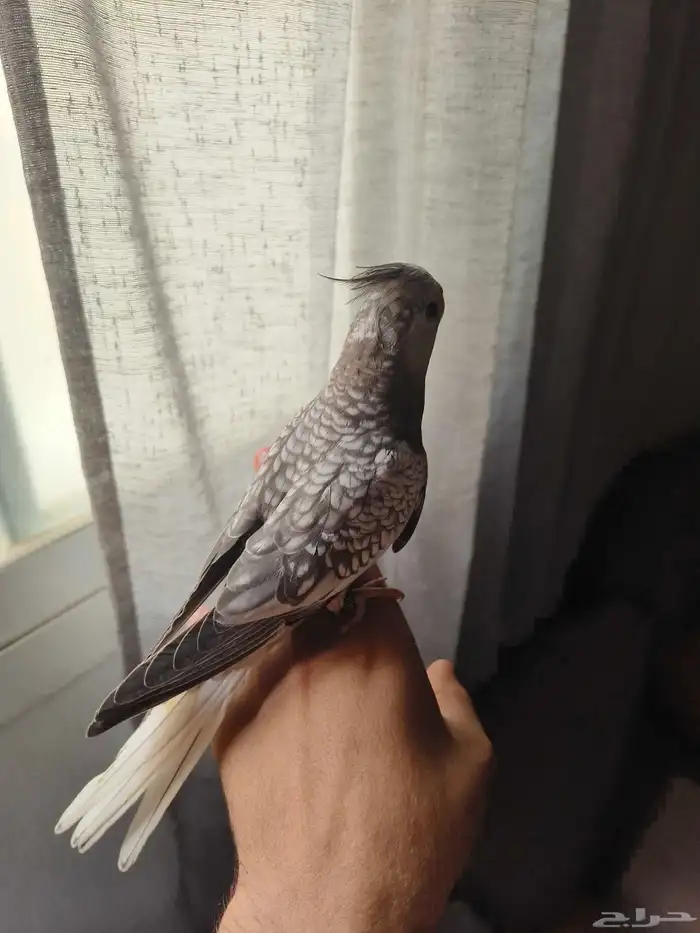 ((تم البيييع))كروان هولندي الييف وهدد TOP 10