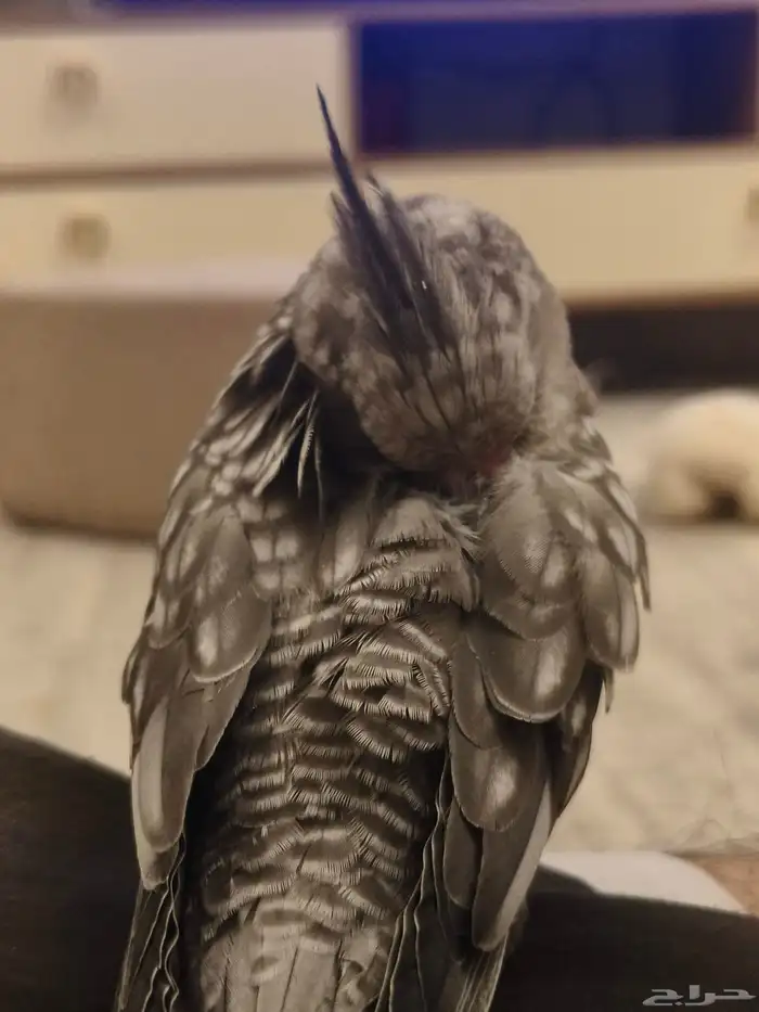 ((تم البيييع))كروان هولندي الييف وهدد TOP 9