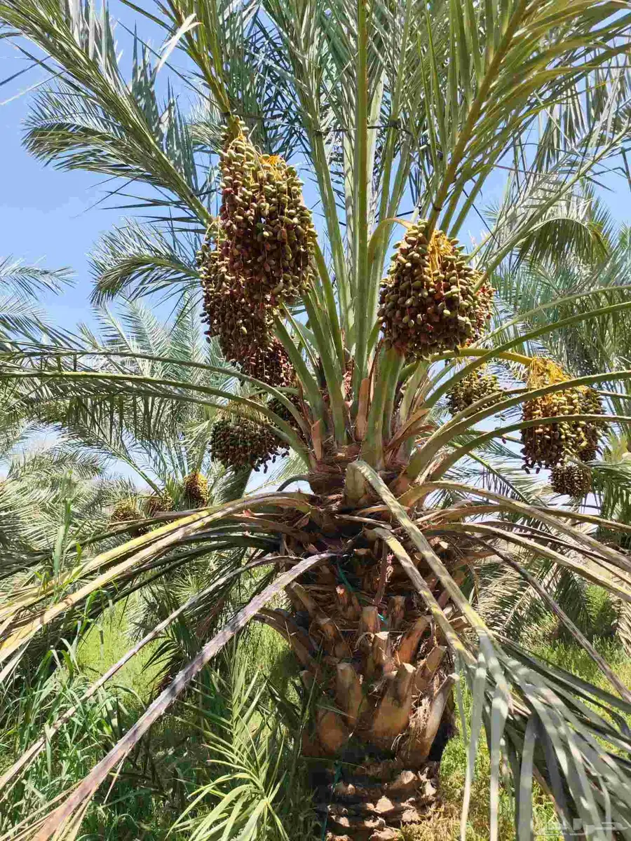 مزرعة للبيع المليليح بالمليليح index