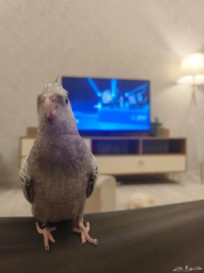 ((تم البيييع))كروان هولندي الييف وهدد TOP 7