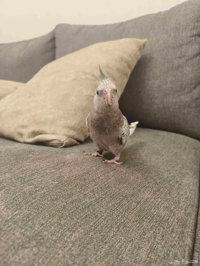 ((تم البيييع))كروان هولندي الييف وهدد TOP 4