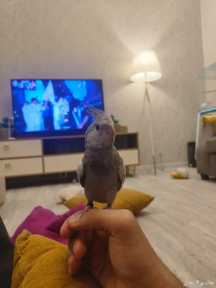 ((تم البيييع))كروان هولندي الييف وهدد TOP 2