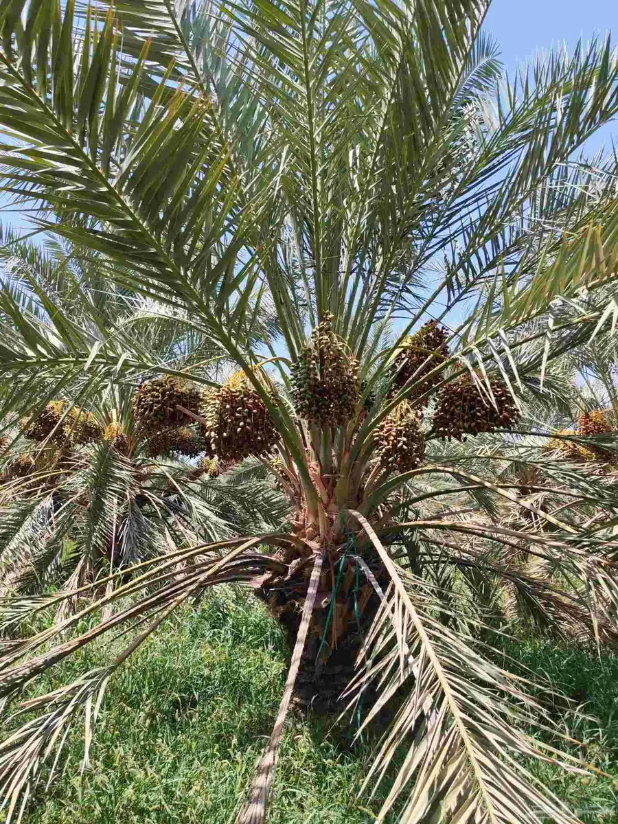 مزرعة للبيع المليليح بالمليليح index