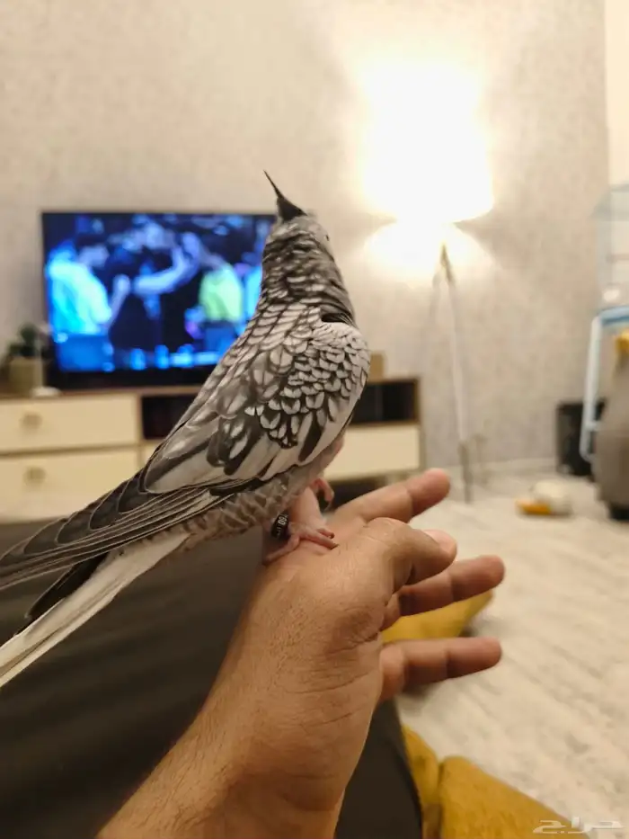 ((تم البيييع))كروان هولندي الييف وهدد TOP 8