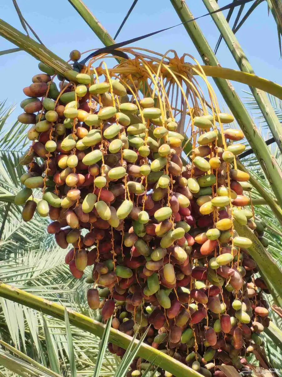 مزرعة للبيع المليليح بالمليليح index