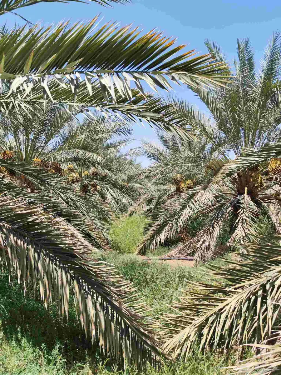 مزرعة للبيع المليليح بالمليليح index