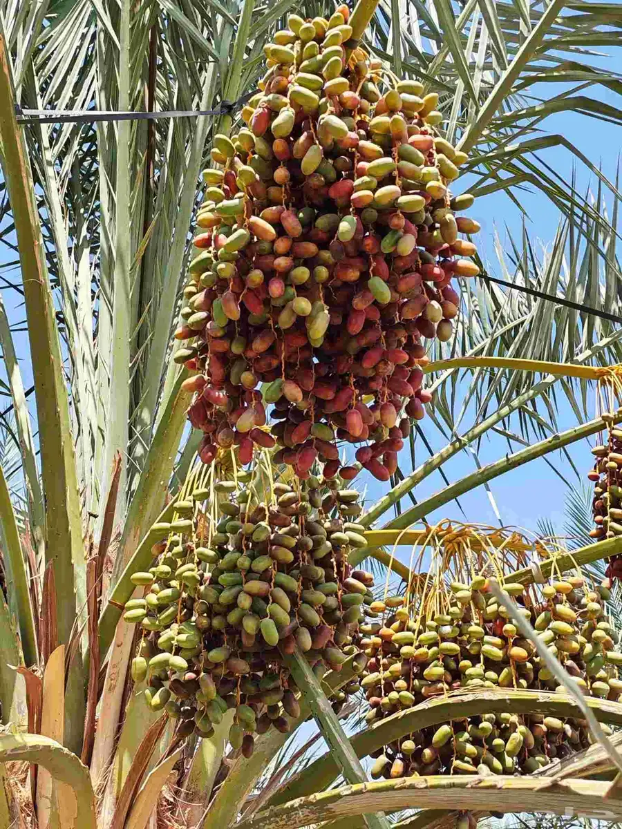 مزرعة للبيع المليليح بالمليليح index