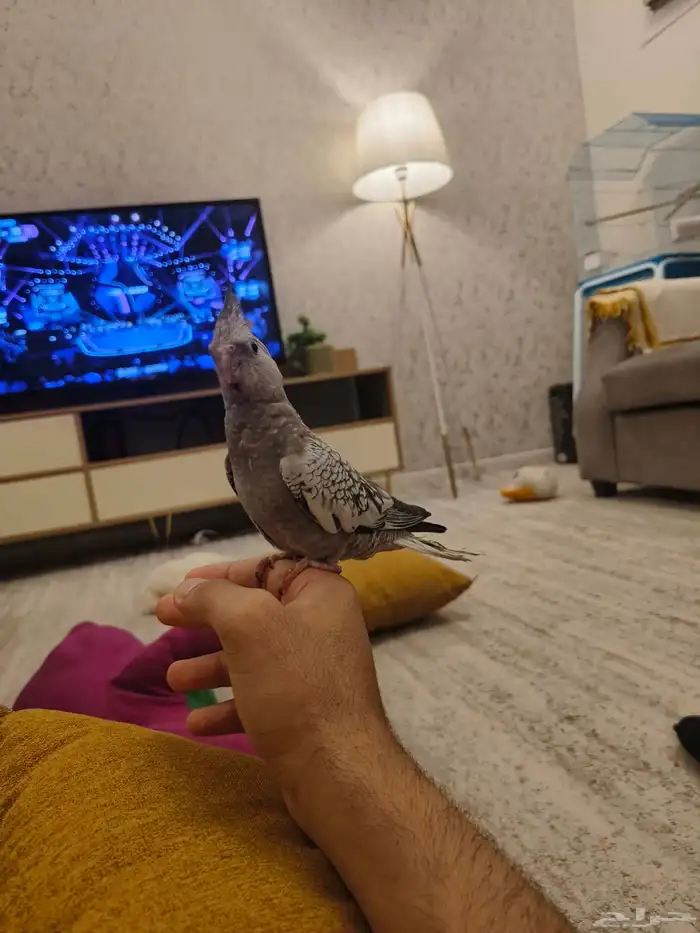 ((تم البيييع))كروان هولندي الييف وهدد TOP 5