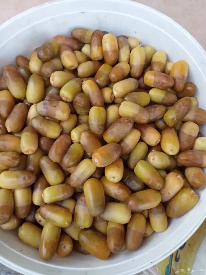 فصائل نخل في رهاط 11