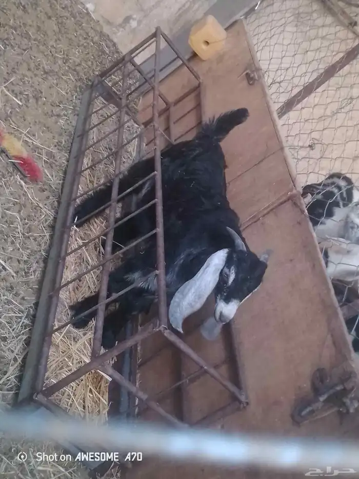 تيس عارضي فل سمين 0