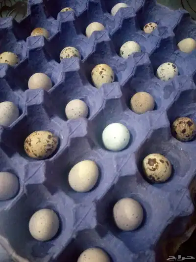 بيض سمان 1