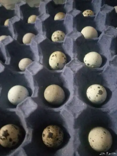 بيض سمان 0