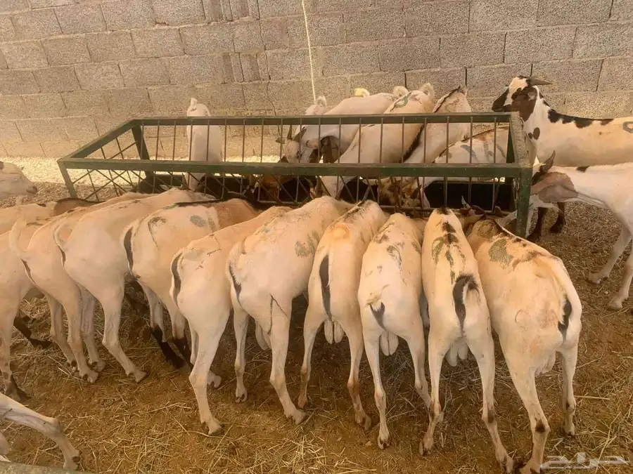 برابر وتيوس المزاحميه تبارك الله والسعر 500 1