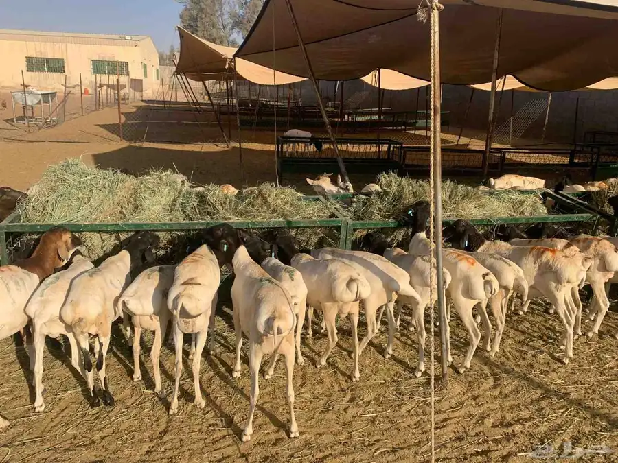 برابر وتيوس المزاحميه تبارك الله والسعر 500 0