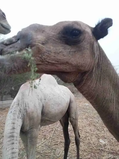 ناقه ساحليه جنب لها شهرين 5
