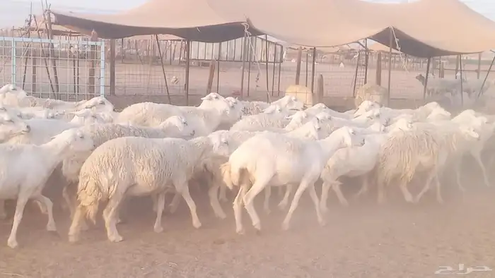 غنم حريات حرش ضان مقاني مراح دفيع وخلفات 52 تحتها 3 24