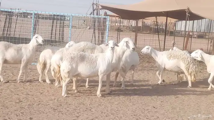 غنم حريات حرش ضان مقاني مراح دفيع وخلفات 52 تحتها 3 10