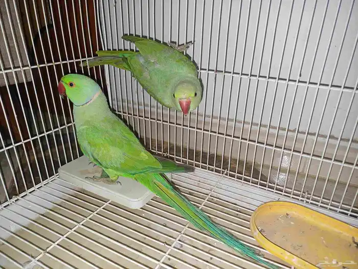 4 اجواز درة جملة 550 2