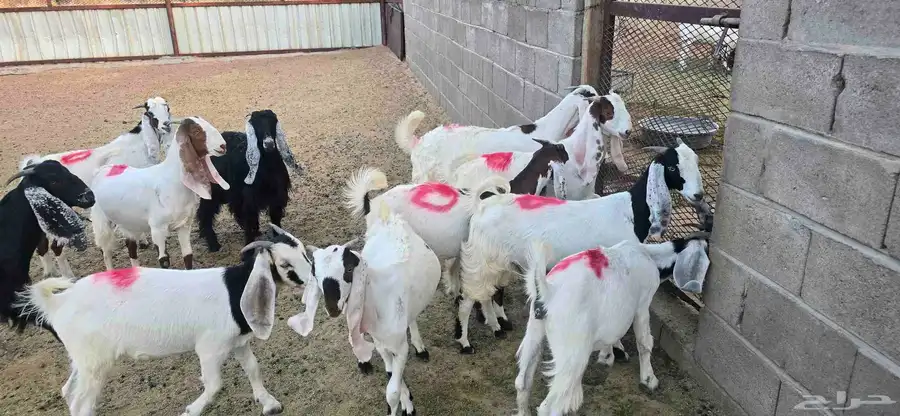 للبيع تيوس وجفار 4