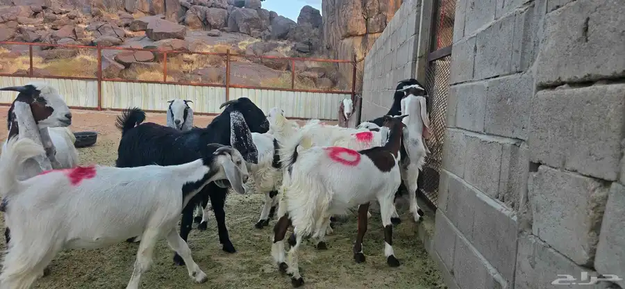 للبيع تيوس وجفار 0