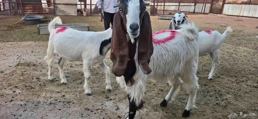 للبيع تيوس وجفار 3