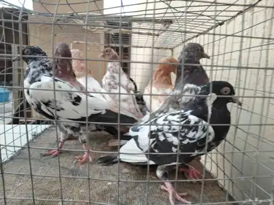 طبات لاكا ورام 4