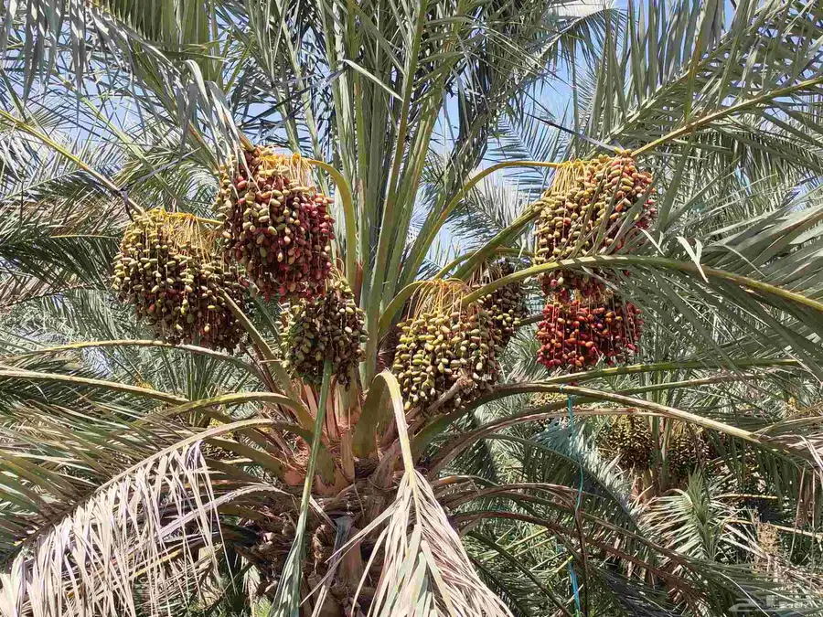 مزرعة للبيع المليليح بالمليليح index