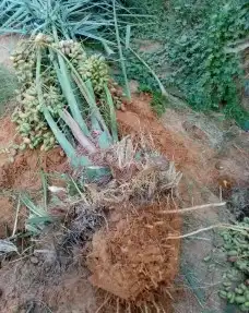 نخيل مثمر للبيع صقعي سكري اخلاص هلالي مجدوله شيشي برحي 3