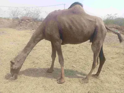 ناقه ساحليه جنب لها شهرين 0
