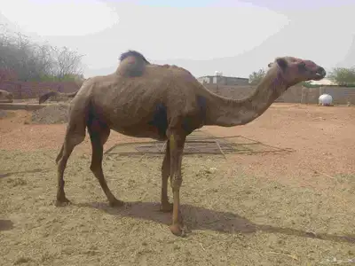 ناقه ساحليه جنب لها شهرين 2