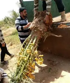 نخيل مثمر للبيع صقعي سكري اخلاص هلالي مجدوله شيشي برحي 5