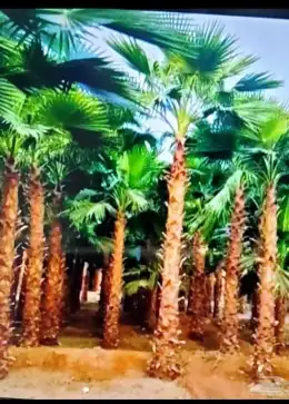 يوجد لدينا جميع أنواع النخيل العربي والواشنطني 5