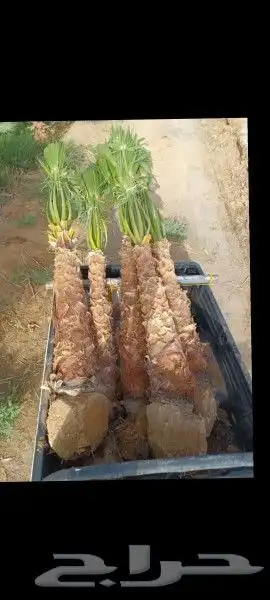 نخل للبيع 6