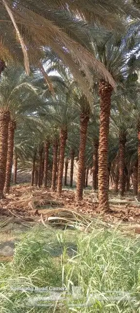 يوجد لدينا جميع أنواع النخيل العربي والواشنطني 1