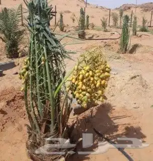 نخيل مثمر للبيع صقعي سكري اخلاص هلالي مجدوله شيشي برحي 1