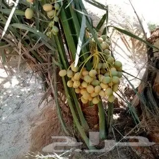 نخيل مثمر للبيع صقعي سكري اخلاص هلالي مجدوله شيشي برحي 8