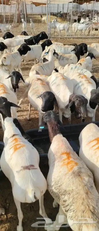 برابر تبارك الله موجوده بمزرعة مكه 2