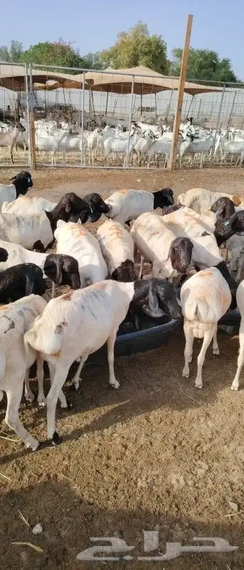 برابر تبارك الله موجوده بمزرعة مكه 0